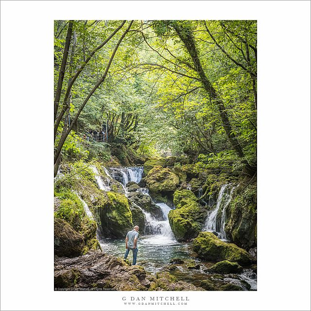 Forest, Whie Drin River