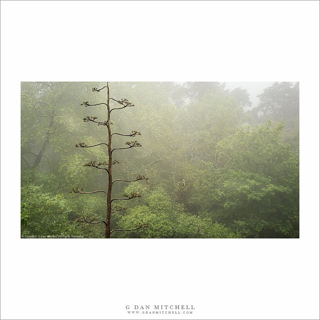 Forest and Fog