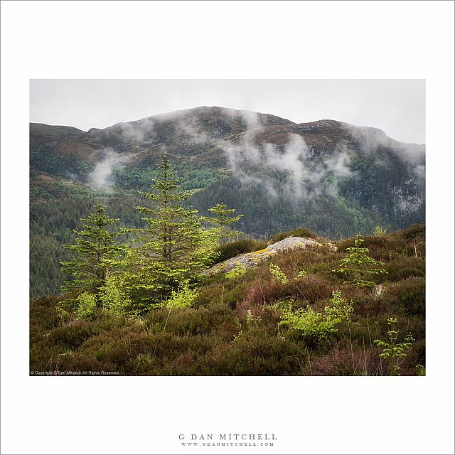 Highland Trees and Fog