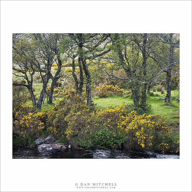 Trees, Stream Bank