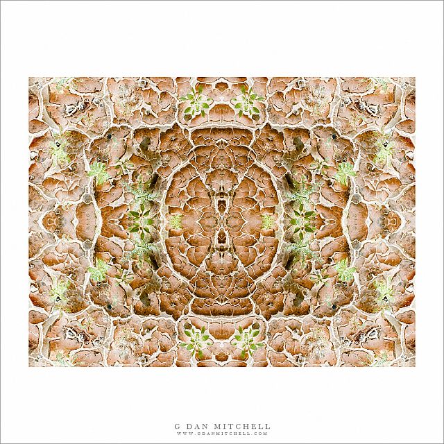 Playa and Plants — Imaginary Landscape