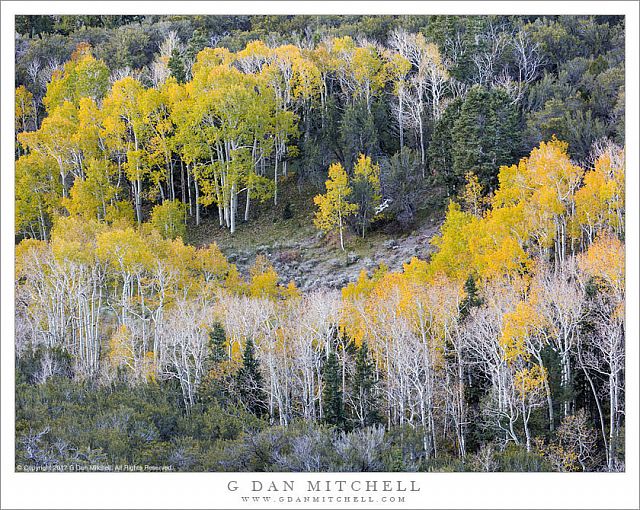 Ring of Aspens