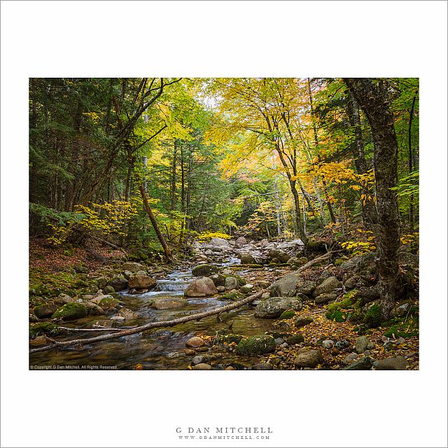 Autumn Stream