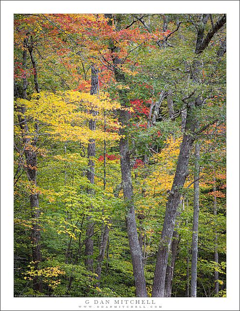 Autumn Leaves, White Mountains