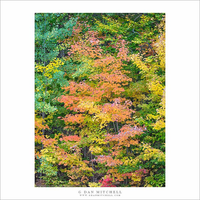 Autumn Trees, New Hampshire