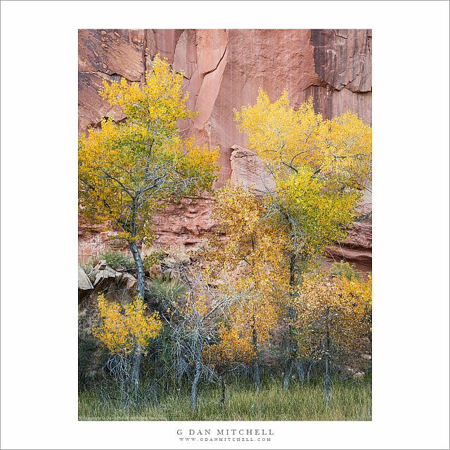 Autumn Trees, Red Rock Cliff