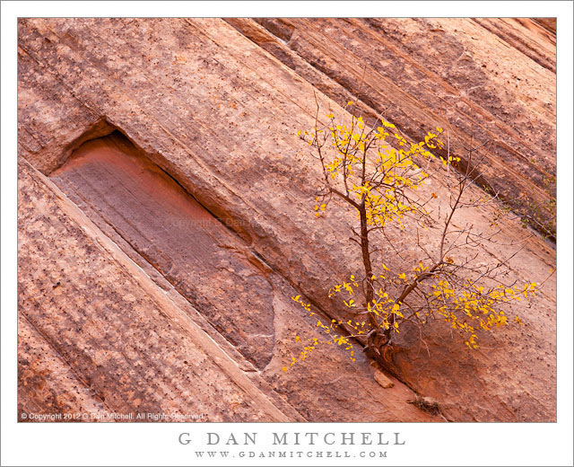 AutumnTreeSandstoneStrataCapitolGorge20121007