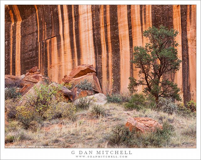 Juniper and Striped Sandstone