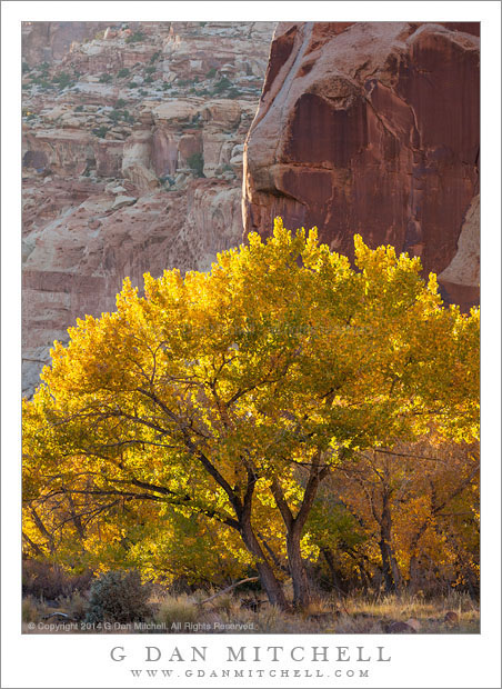 Cottonwood Tree, Evening