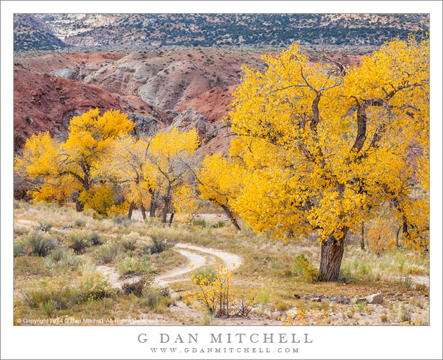 Cottonwood Trees, Gravel Road