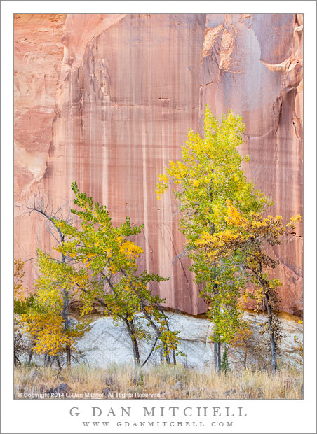 Cottonwood Trees, Patterned Cliff