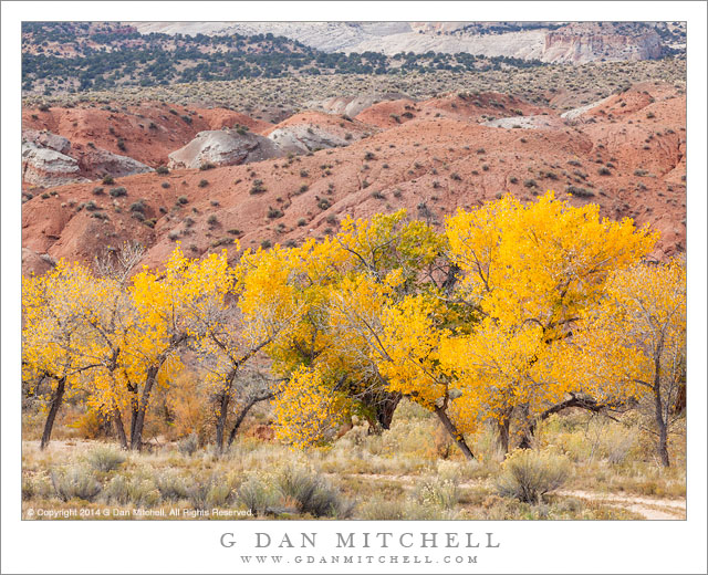 Cottonwood Grove and Pink Hills, Autumn