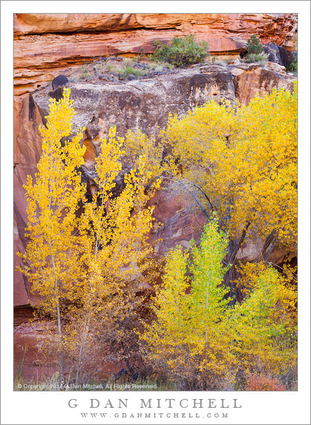 Fall Foliage, Sandstone Canyon