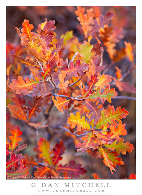 GambelOakLeavesFallColorCapitolReef20121026