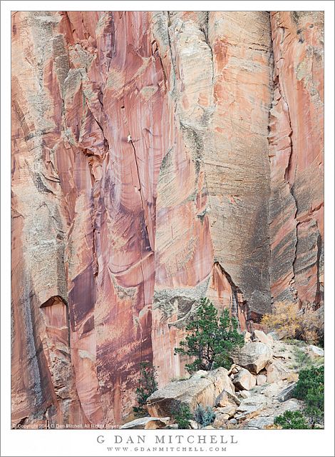 Juniper and Sandstone Cliff