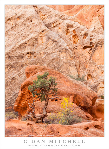 Juniper, Boulder, Cliff