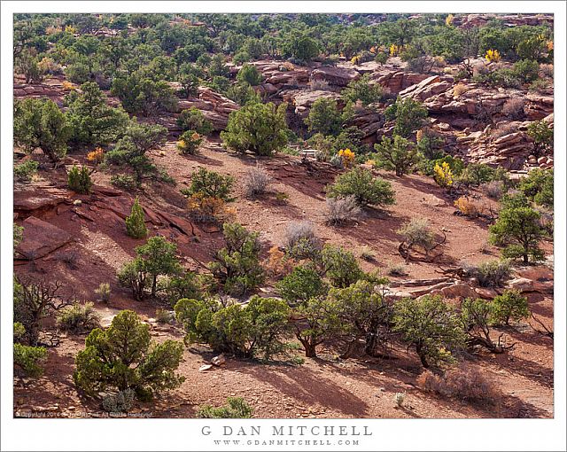 Juniper Forest And A Wash