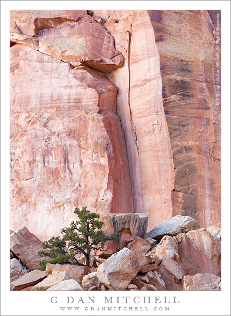 JuniperSandstoneCliffsEveningCapitolReef20121026