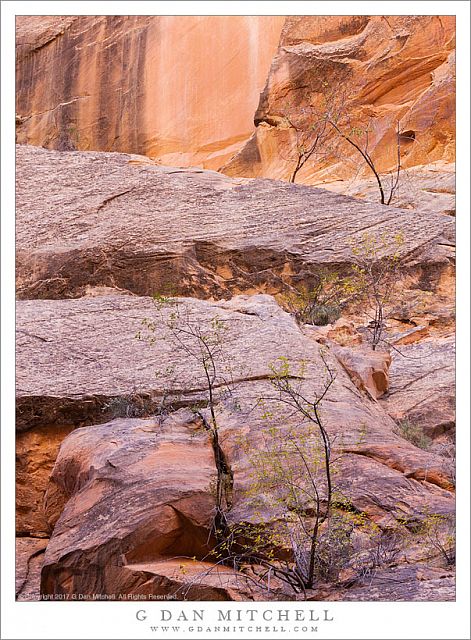 Leafless Plants, Sandstone