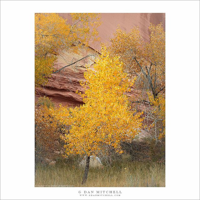 Autumn Cottonwood Tree