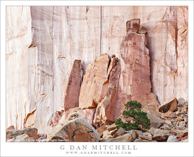 TowersSandstoneCliffJuniperEveCapitolReef20121026