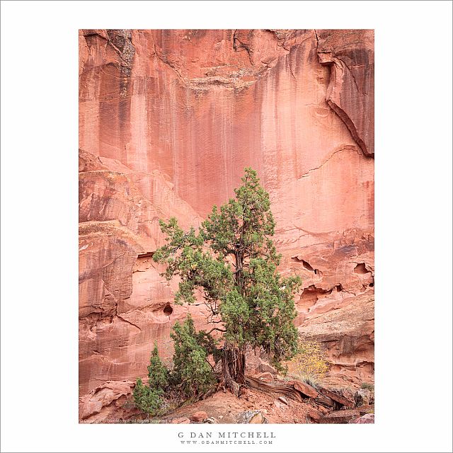 Tree, Sandstone Cliff