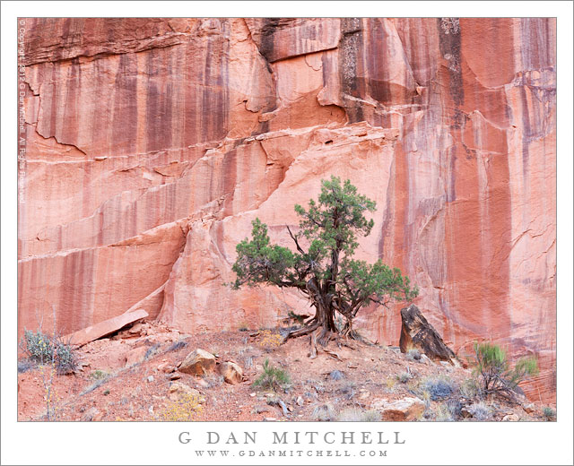 UtahJuniperCliffsGrandWashCapitolReef20121026