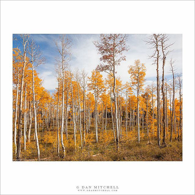 Utah Aspen Grove, Fall