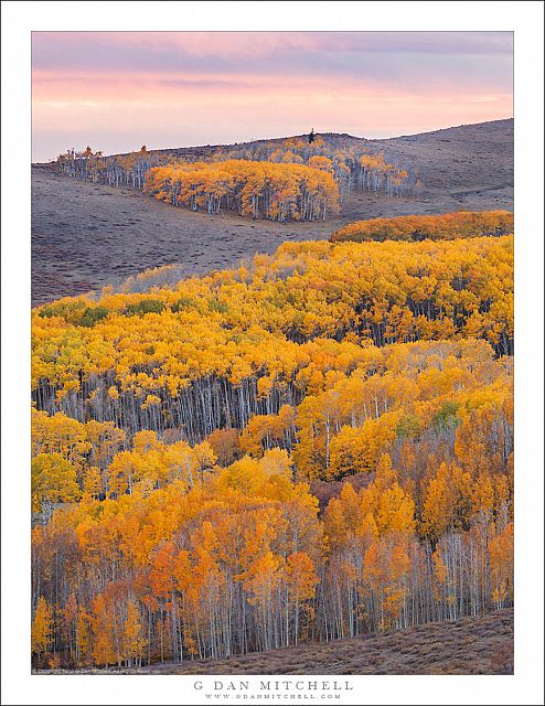 Aspen Groves, Evening