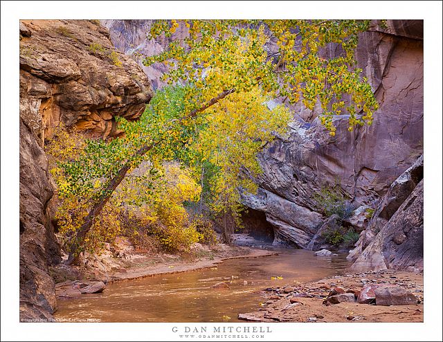 Arching Cottonwood, Canyon Stream