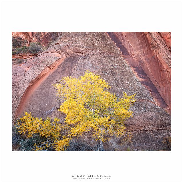 Autumn Tree, Sculpted Sandstone