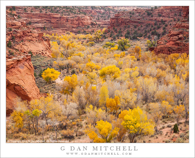 Cottonwood Trees, Steep Creek