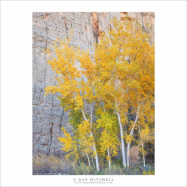 Autumn Cottonwoods, Canyon Wall