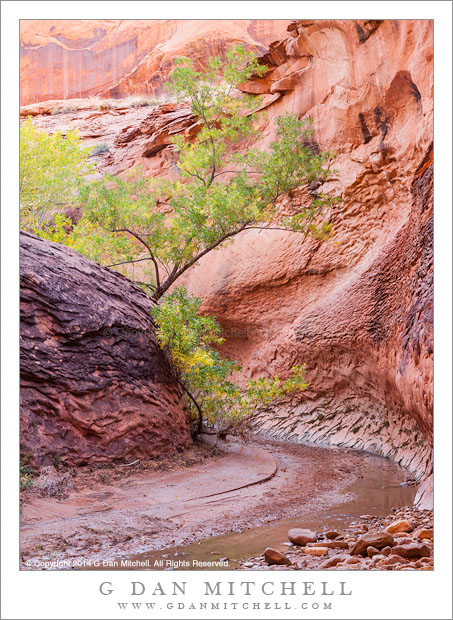 Canyon Bend and Tree