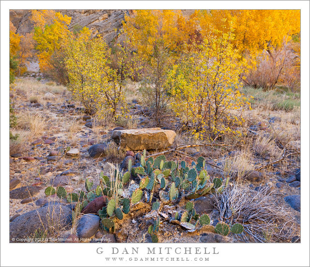 CactusEscalanteCanyonFall20121029