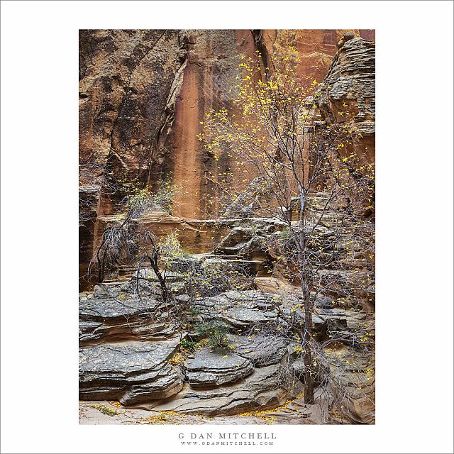 Canyon Trees, Layered Rocks, Autumn