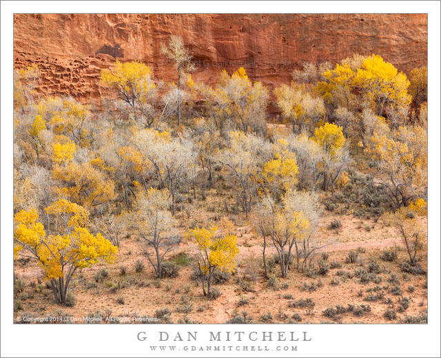 Canyon Cottonwood Trees, Autumn