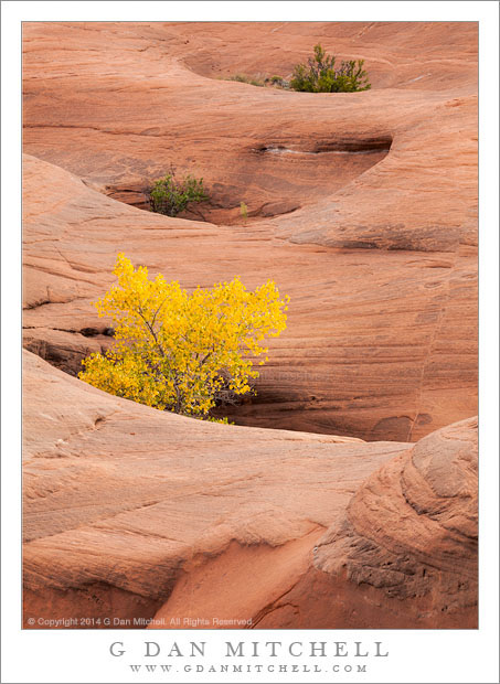 Autumn Cottonwood Tree, Sculpted Rock