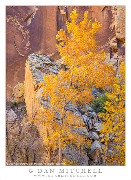 CottonwoodFallenMonolithCliffAutumnEscalante20121029