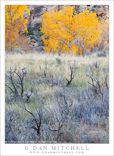 CottonwoodMeadowStumpsFallEscalante20121024