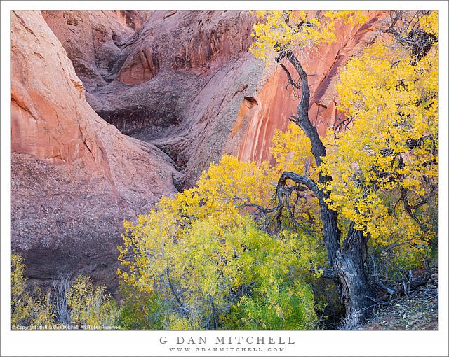 Large Cottonwood Tree, Side Canyon