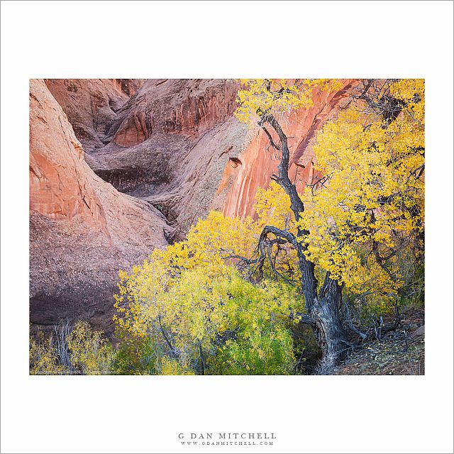 Large Cottonwood Tree, Side Canyon