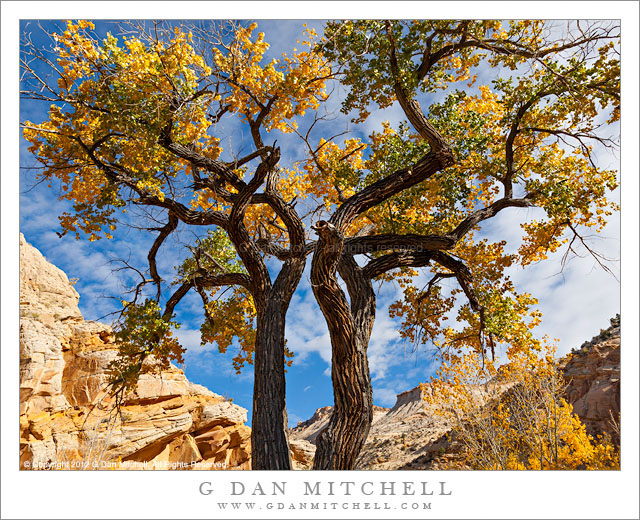 CottonwoodTreesFallCloudSkyEscalante20121024