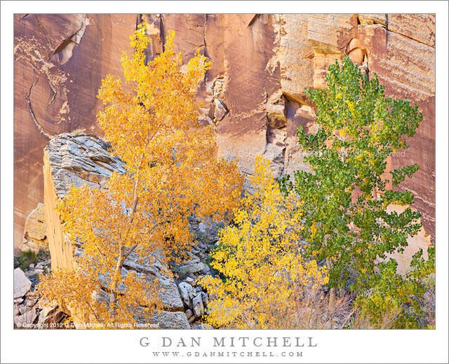 CottonwoodsCliffEscalanteCanyonAutumn20121029