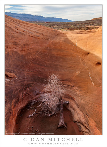 Dead Trees, Sandstone Potholes