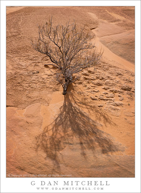 Dry Bush and Shadow