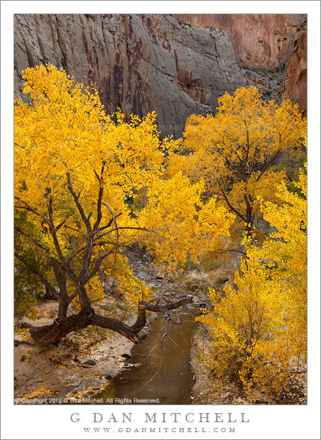 EscalanteCanyonCottonwoodGoldFall20121024