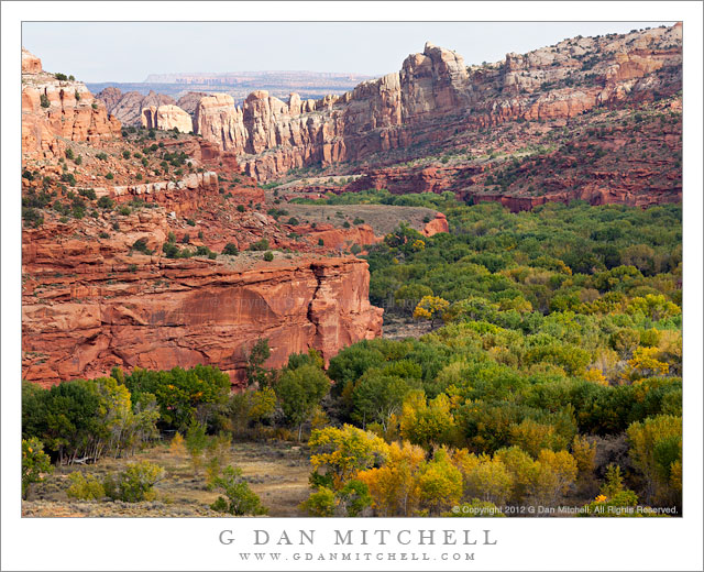 EscalanteRiverBendFallTrees20121006