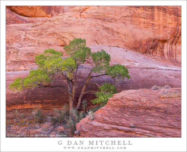 Cottonwood, Red Rock Canyon