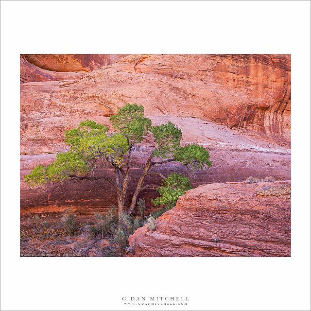 Cottonwood, Red Rock Canyon